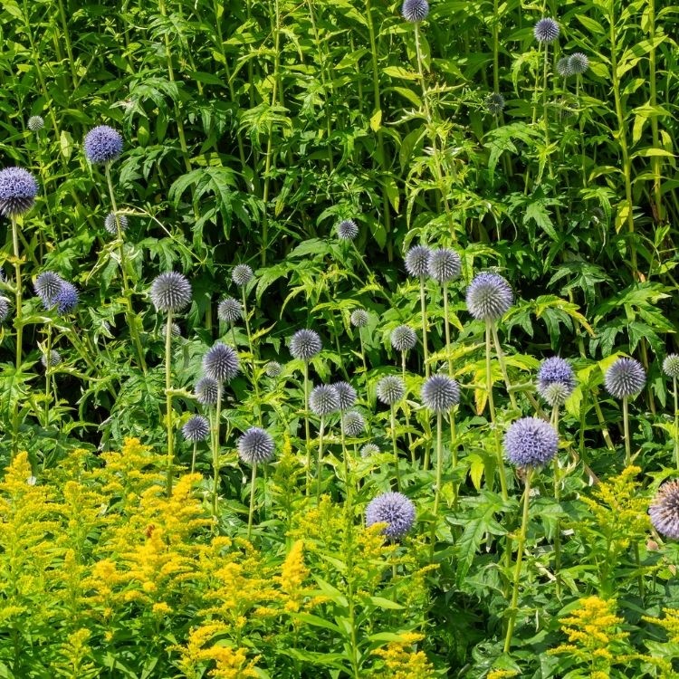 Kogeldistel - Echinops bannaticus 'Taplow Blue'