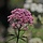 Koninginnekruid - Eupatorium maculatum 'Baby Joe'