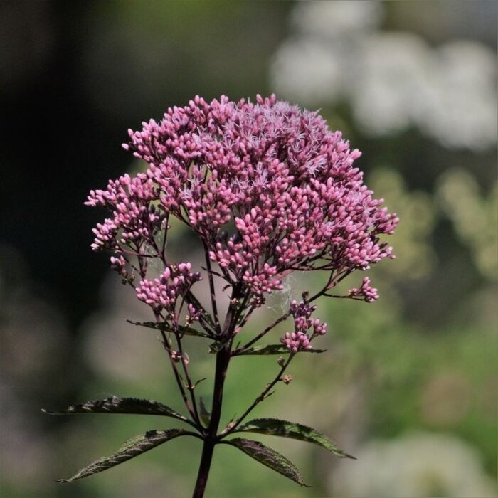Koninginnekruid - Eupatorium maculatum 'Baby Joe'