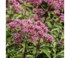 Koninginnekruid - Eupatorium purpureum