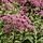 Koninginnekruid - Eupatorium purpureum