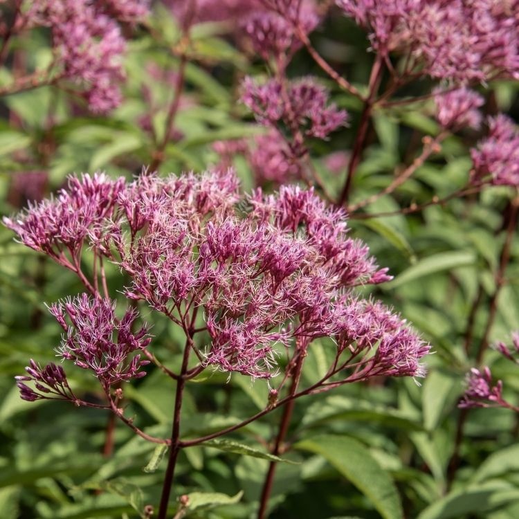 Koninginnekruid - Eupatorium purpureum