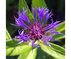 Korenbloem - Centaurea montana 'Grandiflora'