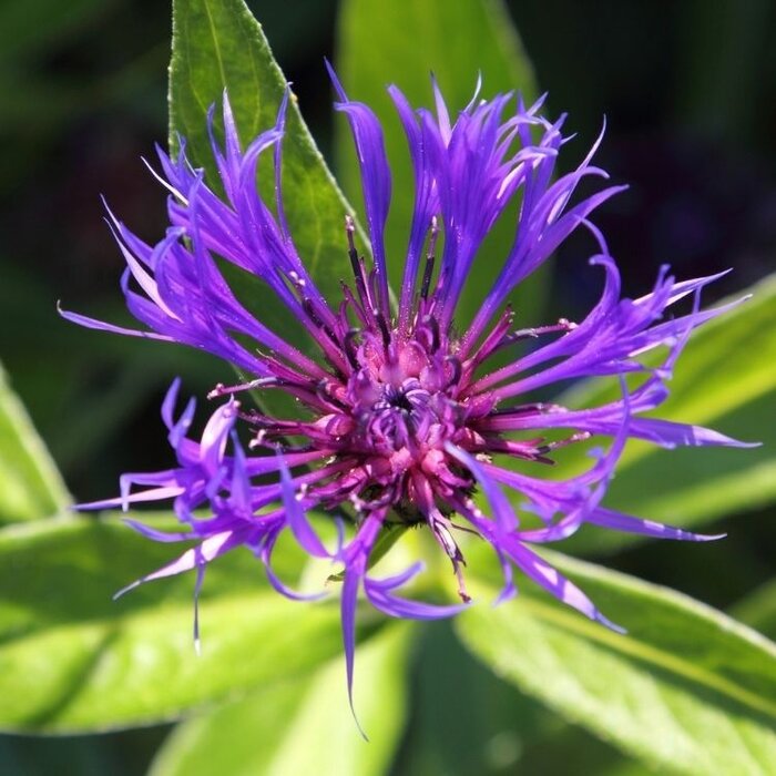 Korenbloem - Centaurea montana 'Grandiflora'