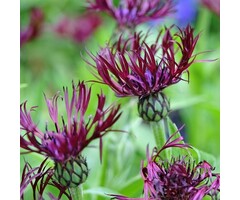 Korenbloem - Centaurea montana 'Jordy'