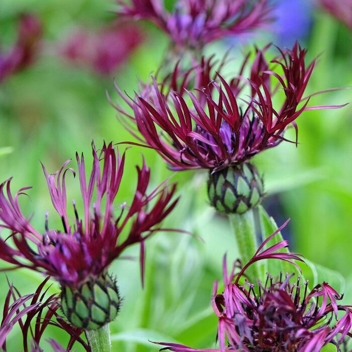 Korenbloem - Centaurea montana 'Jordy'