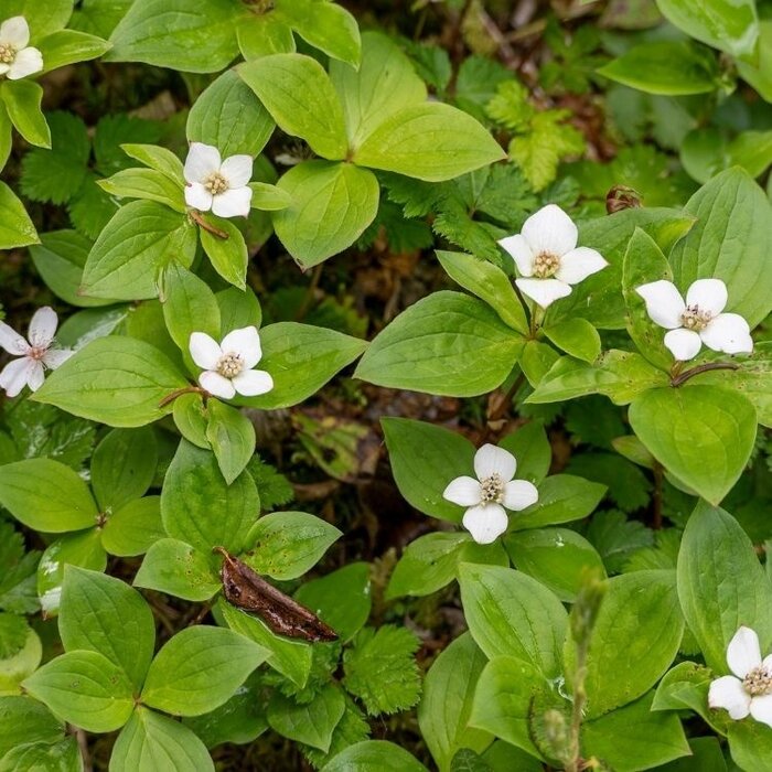 Kruipende kornoelje - Cornus canadensis