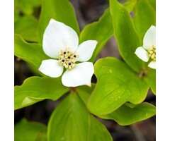 Kruipende kornoelje - Cornus canadensis