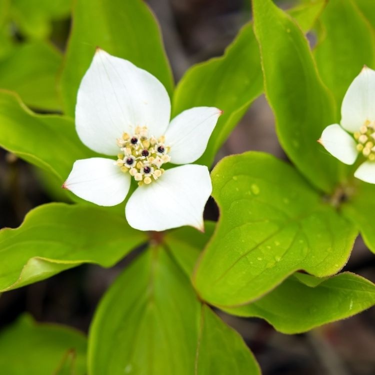 Kruipende kornoelje - Cornus canadensis