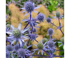 Kruisdistel - Eryngium planum 'Blauer Zwerg'