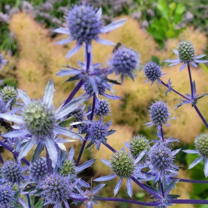 Kruisdistel - Eryngium planum 'Blauer Zwerg'