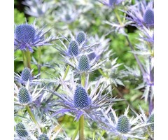 Kruisdistel - Eryngium zabelii 'Big Blue'