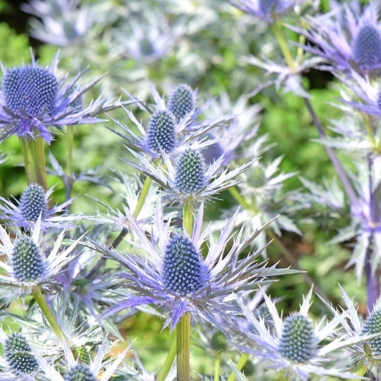 Kruisdistel - Eryngium zabelii 'Big Blue'