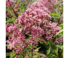 Leverkruid - Eupatorium maculatum 'Phantom'
