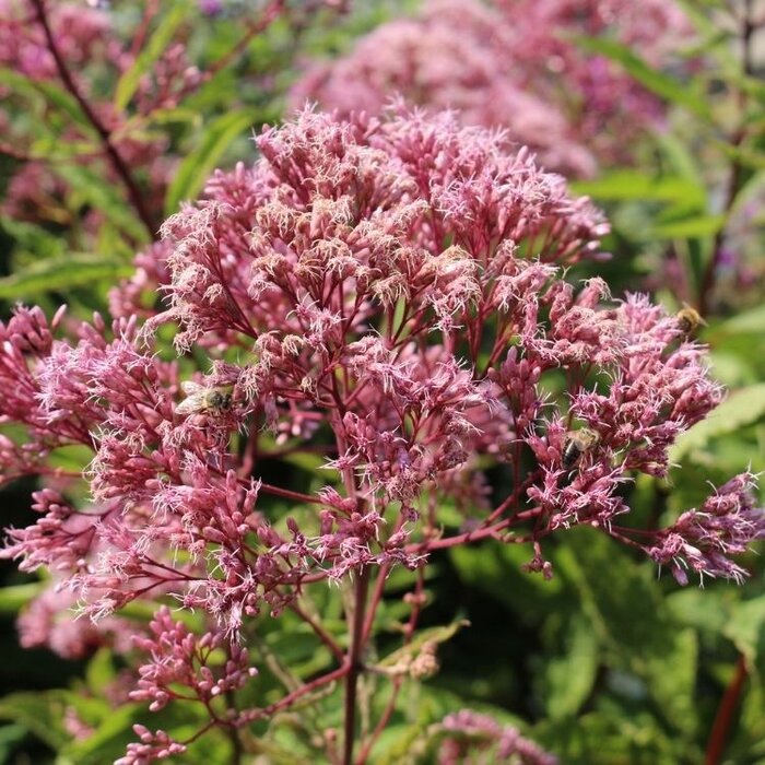 Leverkruid - Eupatorium maculatum 'Phantom'