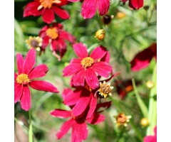 Meisjesogen - Coreopsis verticillata 'Ruby Red'
