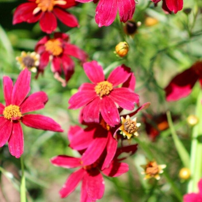 Meisjesogen - Coreopsis verticillata 'Ruby Red'