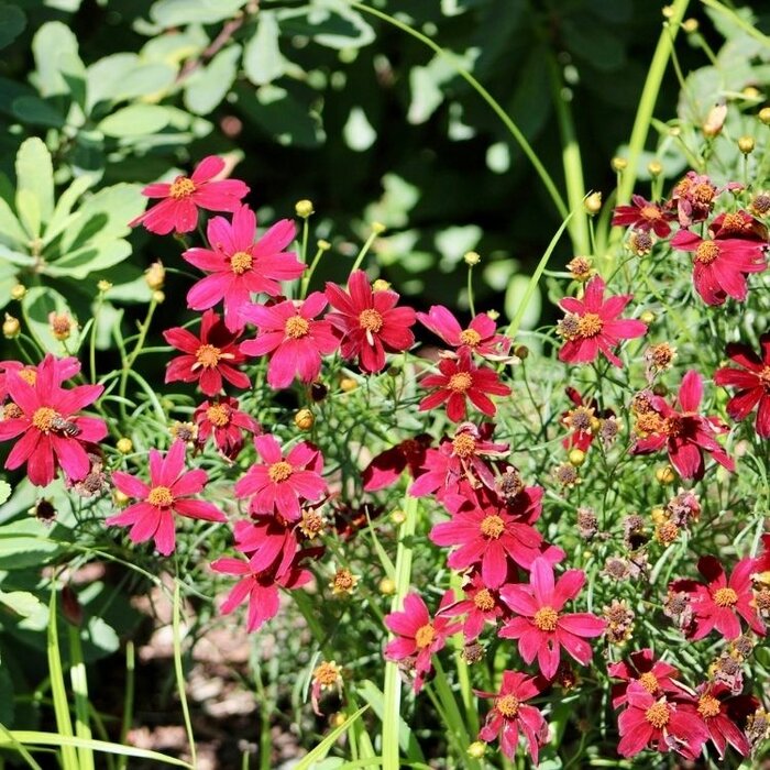 Meisjesogen - Coreopsis verticillata 'Ruby Red'