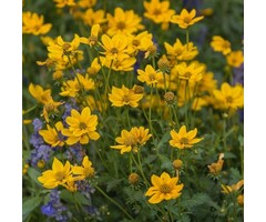 Meisjesogen - Coreopsis verticillata 'Grandiflora'