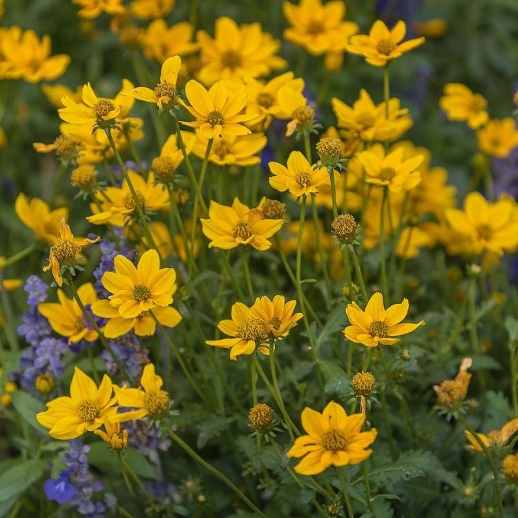 Meisjesogen - Coreopsis verticillata 'Grandiflora'