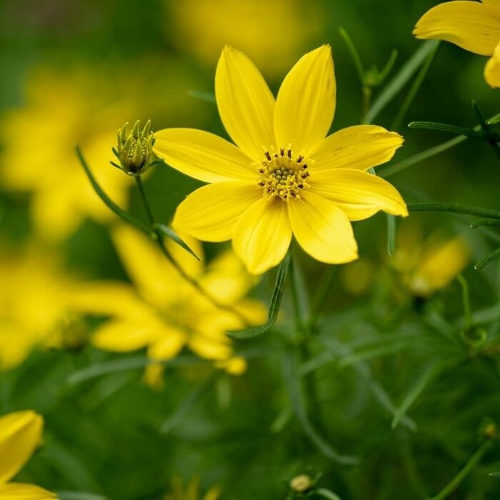 Meisjesogen - Coreopsis verticillata 'Grandiflora'