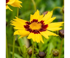 Meisjesogen - Coreopsis grandiflora 'Sunkiss'