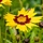 Meisjesogen - Coreopsis grandiflora 'Sunkiss'