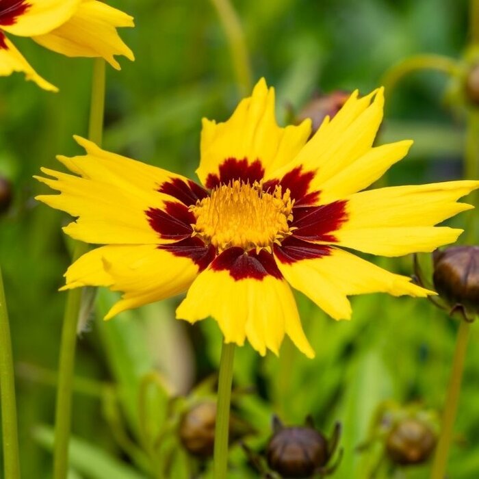 Meisjesogen - Coreopsis grandiflora 'Sunkiss'