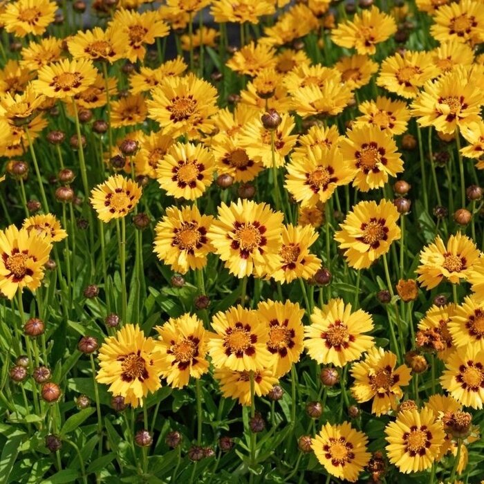 Meisjesogen - Coreopsis grandiflora 'Sunkiss'