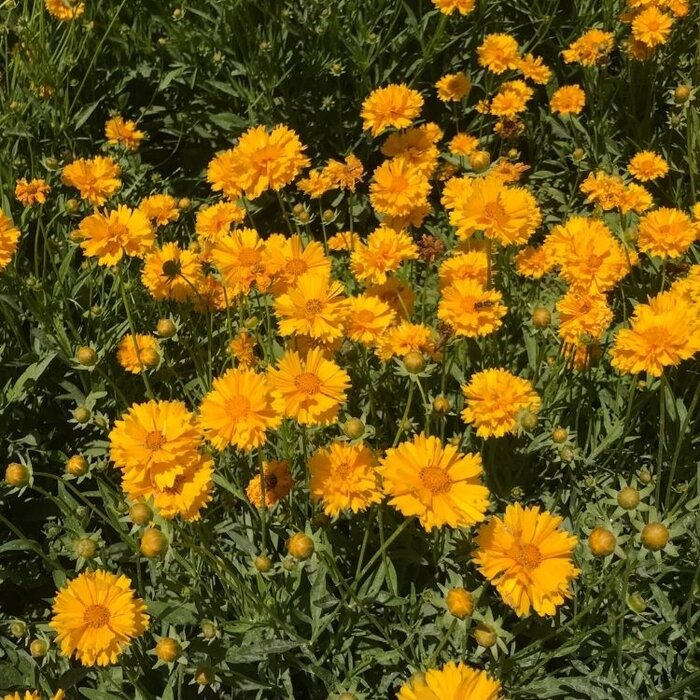 Meisjesogen - Coreopsis grandiflora 'Badengold'