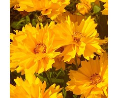 Meisjesogen - Coreopsis grandiflora 'Badengold'