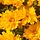 Meisjesogen - Coreopsis grandiflora 'Badengold'