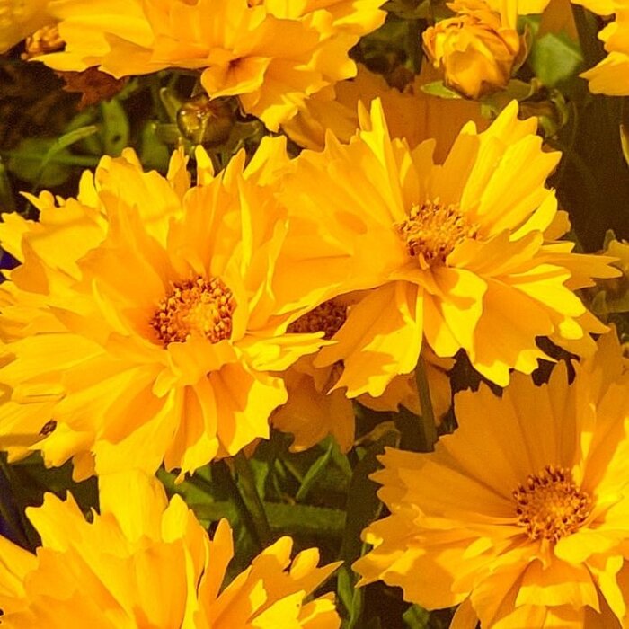 Meisjesogen - Coreopsis grandiflora 'Badengold'