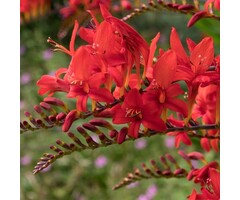 Montbretia - Crocosmia 'Emberglow'