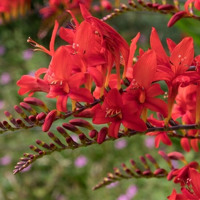Montbretia - Crocosmia 'Emberglow'
