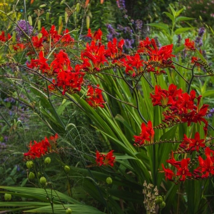 Montbretia - Crocosmia 'Emberglow'