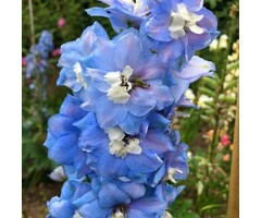 Ridderspoor - Delphinium (B) 'Cliveden Beauty'