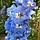 Ridderspoor - Delphinium (B) 'Cliveden Beauty'