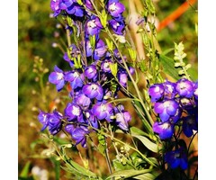 Ridderspoor - Delphinium (P) 'King Arthur'
