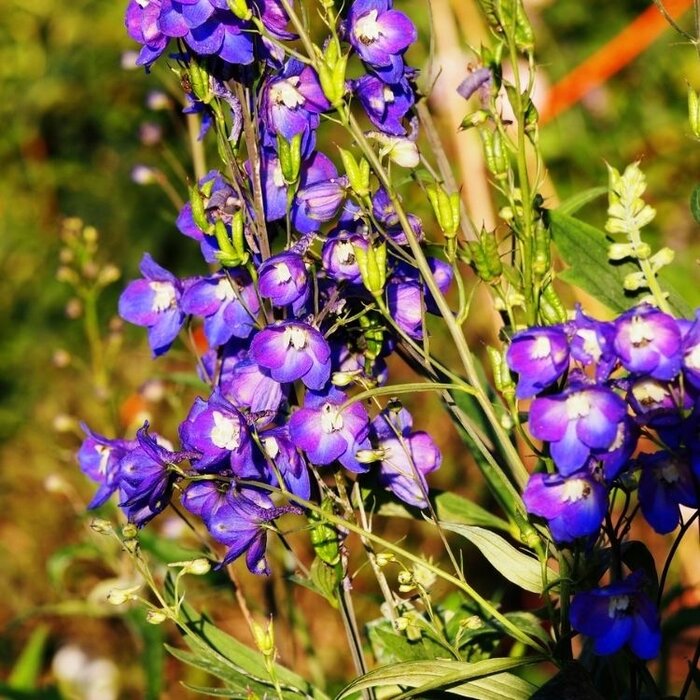 Ridderspoor - Delphinium (P) 'King Arthur'