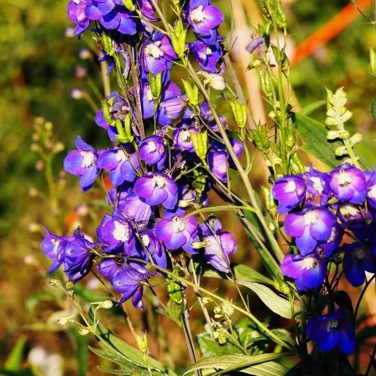Ridderspoor - Delphinium (P) 'King Arthur'