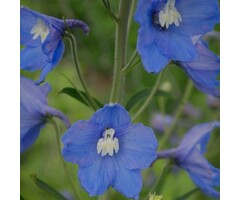 Ridderspoor - Delphinium gra. 'Blauer Zwerg'