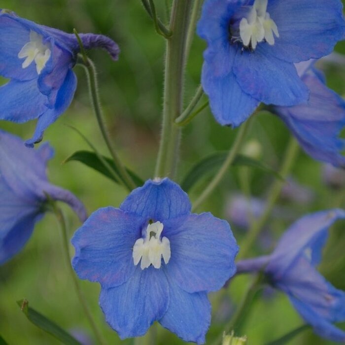 Ridderspoor - Delphinium gra. 'Blauer Zwerg'