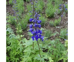 Ridderspoor - Delphinium (B) 'Völkerfrieden'