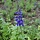 Ridderspoor - Delphinium (B) 'Volkerfrieden'