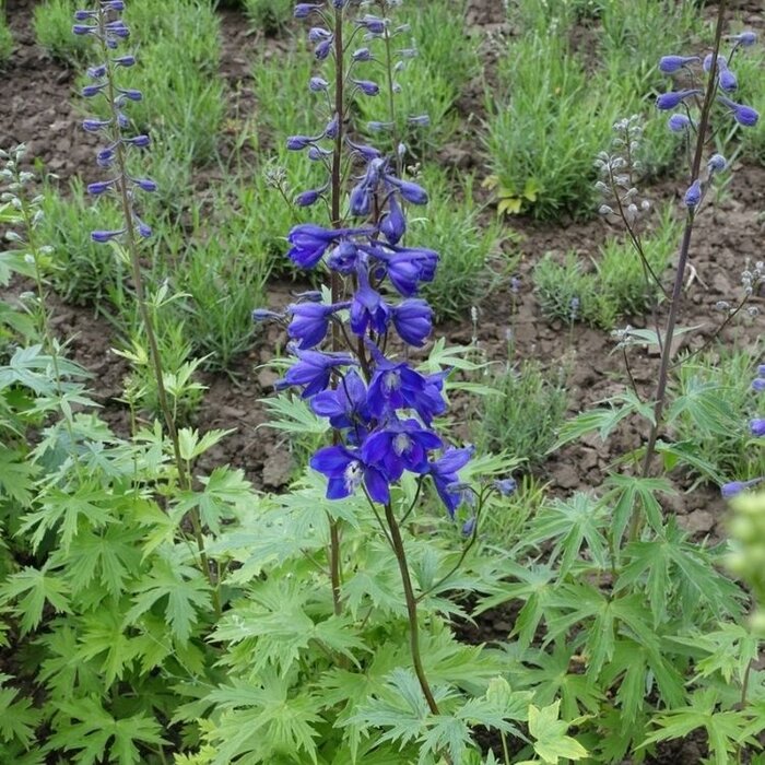 Ridderspoor - Delphinium (B) 'Völkerfrieden'