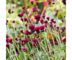 Vederdistel - Cirsium rivulare 'Atropurpureum'