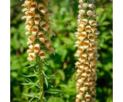 Vingerhoedskruid - Digitalis ferruginea
