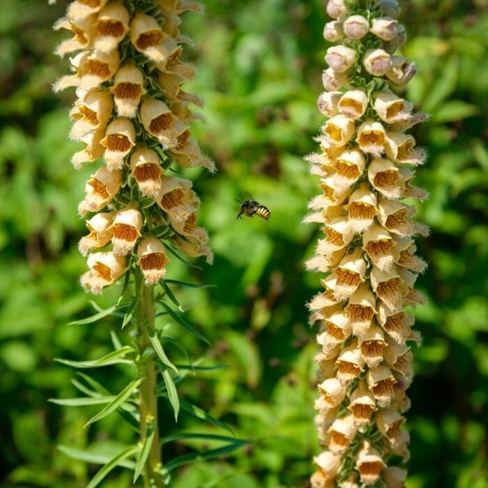 Vingerhoedskruid - Digitalis ferruginea