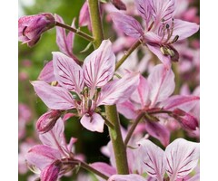 Vuurwerkplant - Dictamnus albus